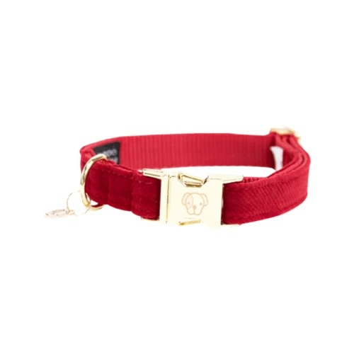 Kentucky Dogwear Corduroy Hundehalsband – Bild 2