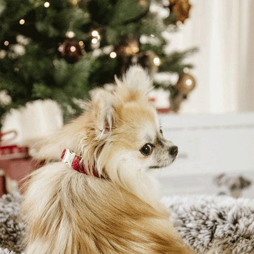 Kentucky Dogwear Corduroy Hundehalsband – Bild 8