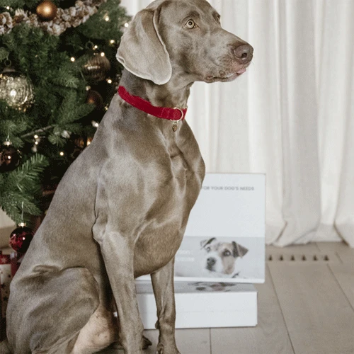 Kentucky Dogwear Corduroy Hundehalsband – Bild 5