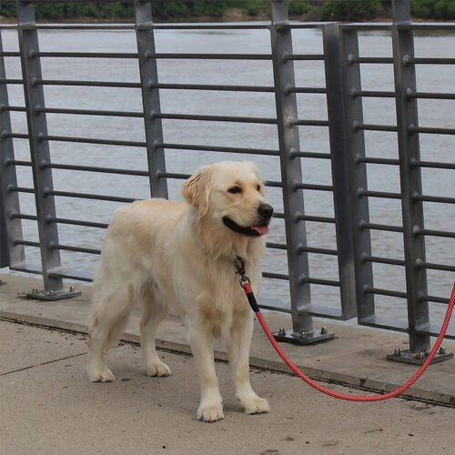 KONG Rope Leash - Schwarz – Bild 3