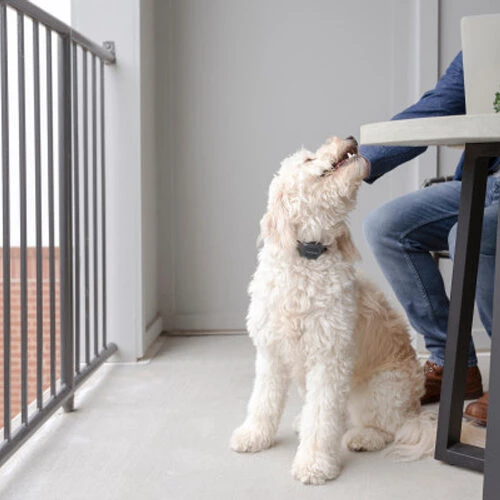 PetSafe Anti-Bell-Halsband – Bild 4