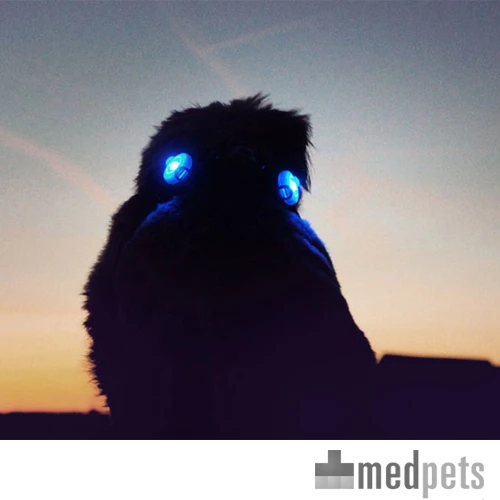 Curli Luumi – Bild 2