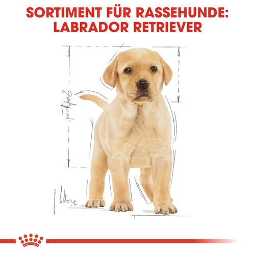 Royal Canin Labrador Retriever Puppy - Hundefutter – Bild 4